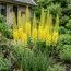 Эремурус Cleopatra Yellow фото