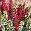 Эрика Red and White фото