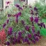 Буддлея Nanho Purple фото