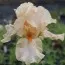 Ирис June Rose фото