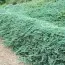 Можжевельник Glacier фото
