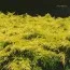 Можжевельник Gold Coast фото