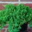 Можжевельник Procumbens Nana фото