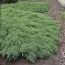 Можжевельник Rockery Gem фото