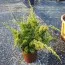 Можжевельник Plumosa Aurea фото