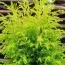 Можжевельник Gold Cone фото