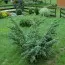 Можжевельник Meyeri фото