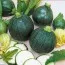 Кабачок Зеленый Шар фото