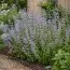 Каламинта Nepeta ssp. Nepeta фото