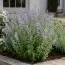 Каламинта Nepeta ssp. Nepeta фото