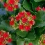Каланхое Blossfeldiana фото