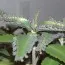 Каланхое Daigremontiana фото