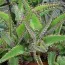 Каланхое Daigremontiana фото