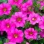 Калибрахоа MF Pink фото
