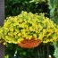 Калибрахоа MF True Yellow фото