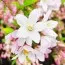 Дейция Kalmiiflora фото