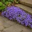 Кампанула Portenschlagiana фото