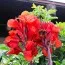 Канна Black Knight фото