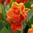 Канна Golden Flame фото