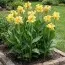 Канна Primrose Yellow фото