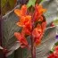 Канна Red Stripe фото