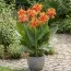 Канна Shining Orange фото