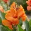 Канна Shining Orange фото