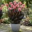 Канна Shining Pink фото