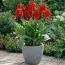 Канна Shining Red фото
