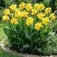 Канна Shining Yellow фото