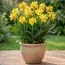 Канна Shining Yellow фото