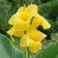 Канна Shining Yellow фото