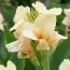 Канна Vanilla Cream фото