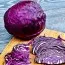 Капуста краснокочанная Черная голова фото