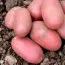 Картофель Алюэтт (первая репродукция) фото
