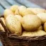Семена картофеля Ассоль фото