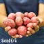 Семена картофеля Краса фото