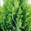 Кипарисовик Ellwood's Gold фото