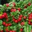 Кизильник Dammeri фото