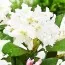Рододендрон Cunningham's White фото