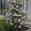 Клематис Hagley Hybrids фото