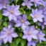 Клематис Mrs. Cholmondeley фото