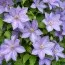 Клематис Mrs. Cholmondeley фото