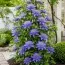 Клематис Multi Blue (Махровый цветок) фото