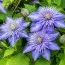 Клематис Multi Blue (Махровый цветок) фото