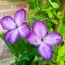 Клематис Venosa Violacea фото