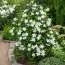 Клематис White Arabella фото