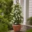 Клематис White Arabella фото