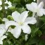 Клематис White Arabella фото