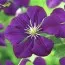 Клематис Etoile Violette фото